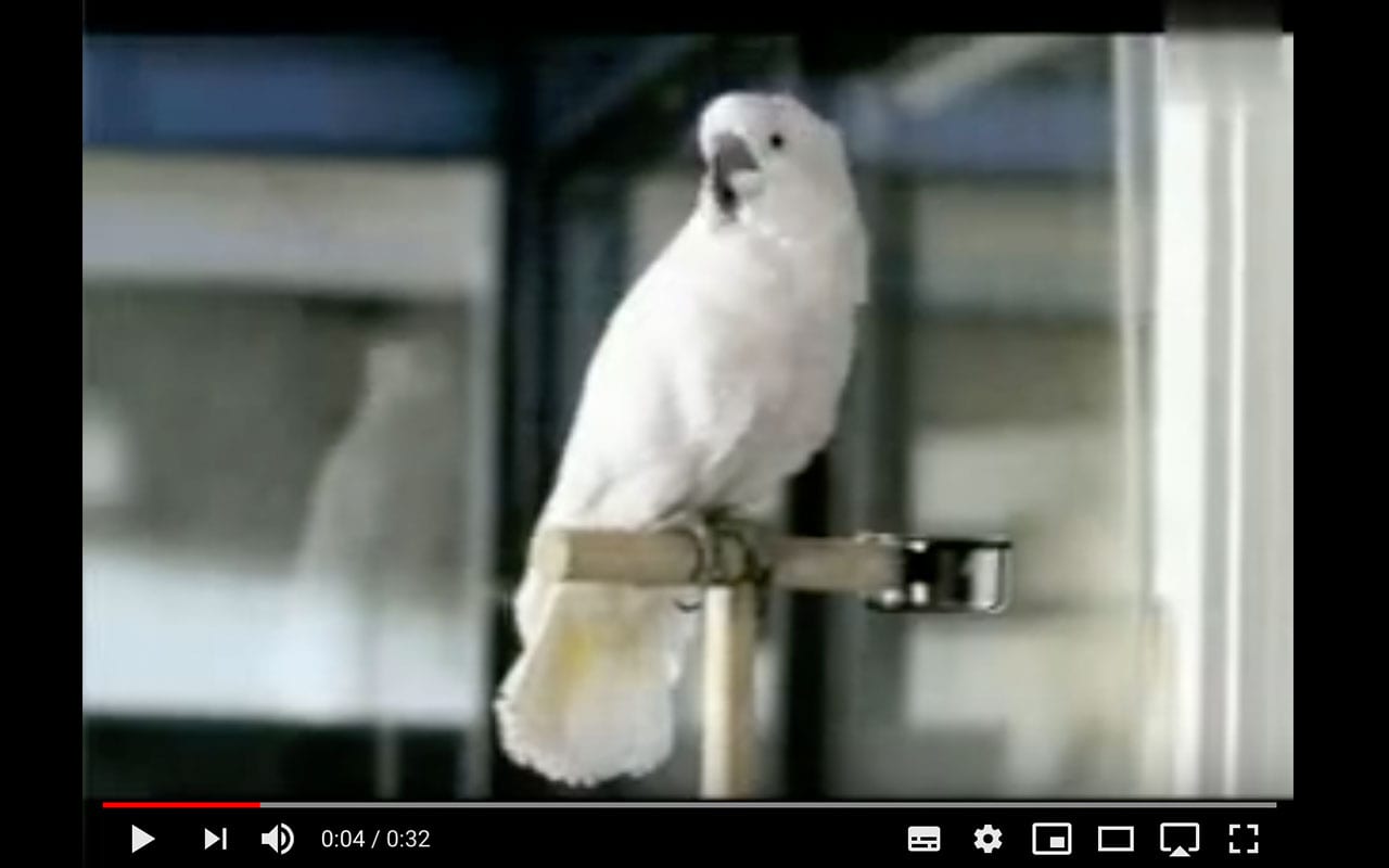 Miele bird - commercials - just branding